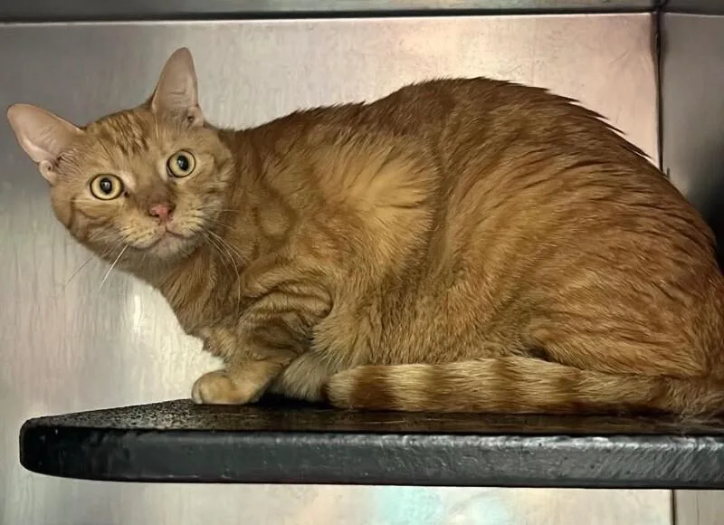 An adult large-sized male Domestic Short Hair cat named Julius for adoption in Burgaw, NC