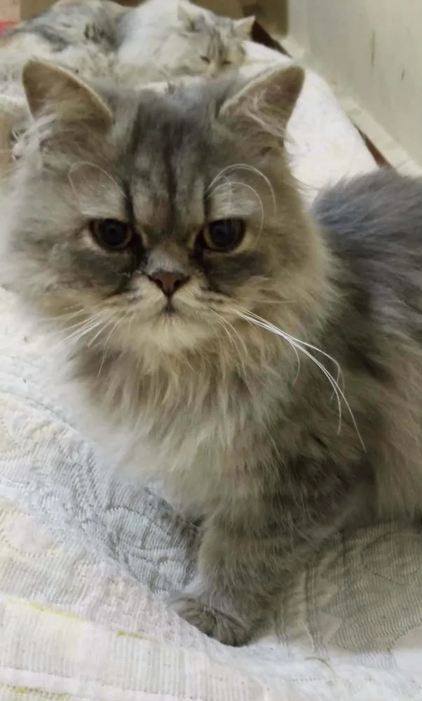 A baby small-sized male Blue Cream Persian cat named Matter for adoption in WOLCOTT, CT