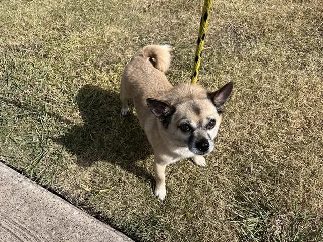 An adult small-sized male Pug dog named Chemistry for adoption in Garland, TX