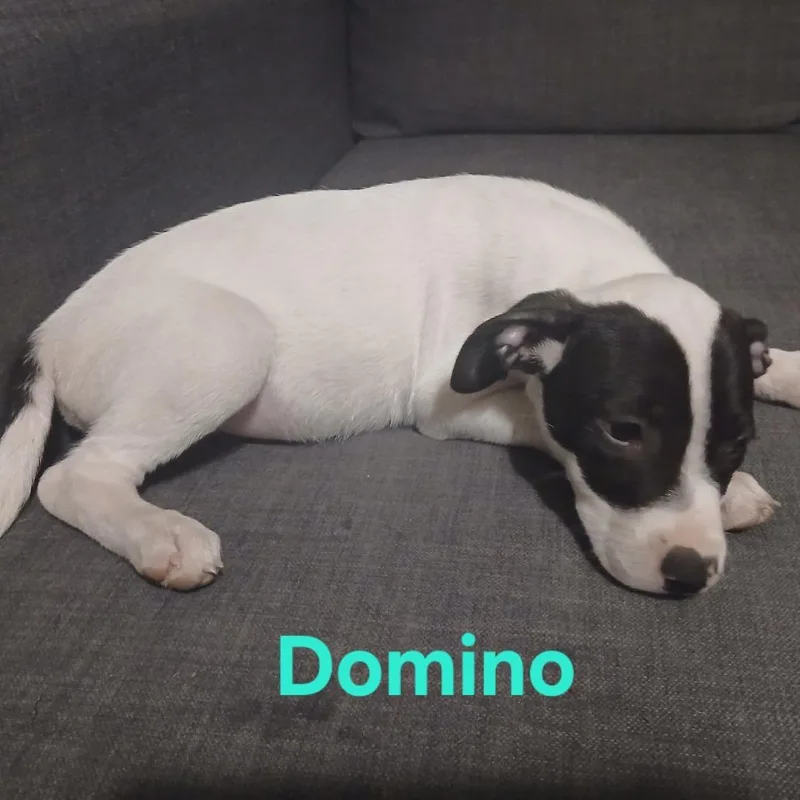 A baby medium-sized female Black Labrador Retriever dog named Domino for adoption in Floresville, TX