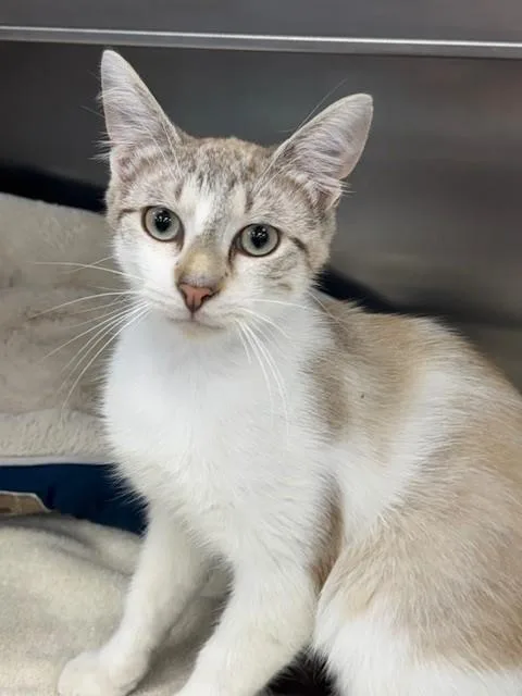 A young medium-sized male Domestic Short Hair cat named Georgia for adoption in Naples, FL