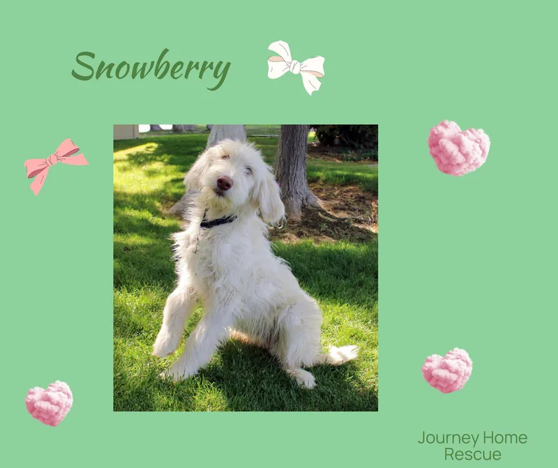 A young medium-sized female Yellow / Tan / Blond / Fawn Labradoodle dog named Snowberry for adoption in East Wenatchee, WA