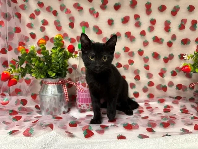 A baby small-sized female Domestic Short Hair cat named Ivy for adoption in Fairfield, CA