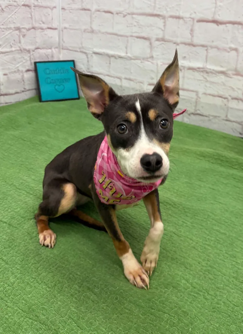 A young small-sized female Chihuahua dog named Delilah for adoption in Oxford, MI