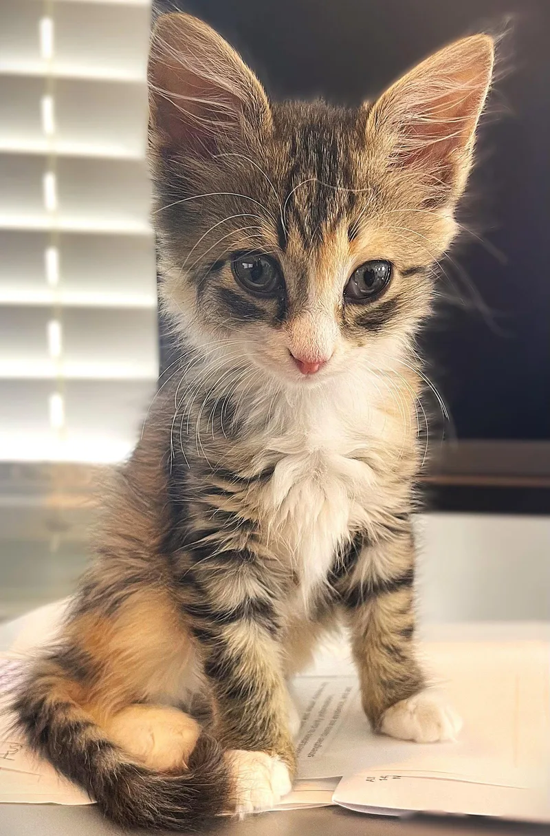 A baby medium-sized female Domestic Medium Hair cat named Ozzie for adoption in Fort Myers, FL