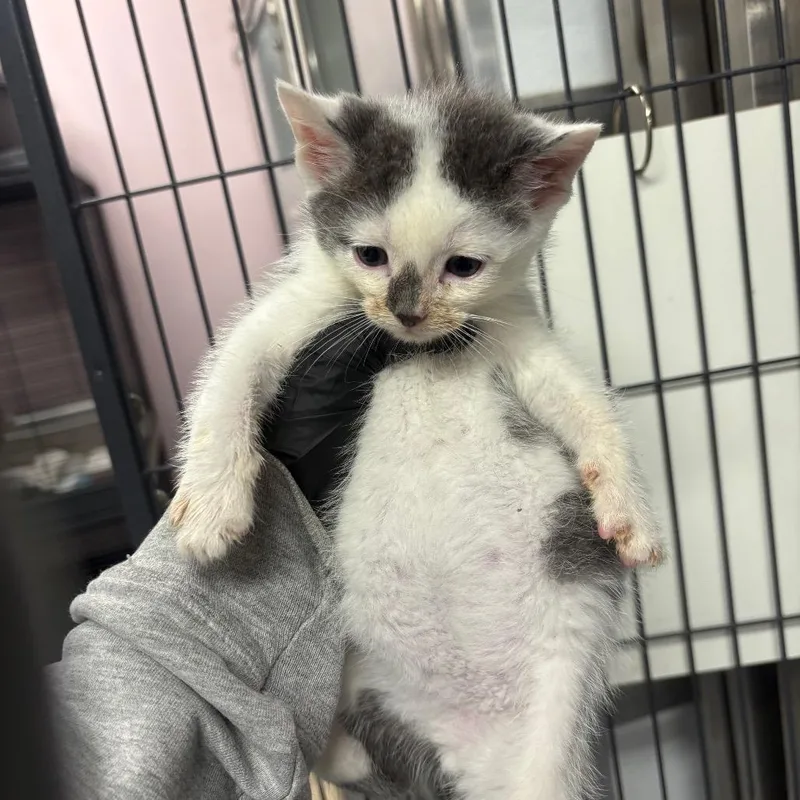 A baby small-sized male Gray / Blue / Silver Domestic Short Hair cat named Wolfsbane for adoption in Binghamton, NY
