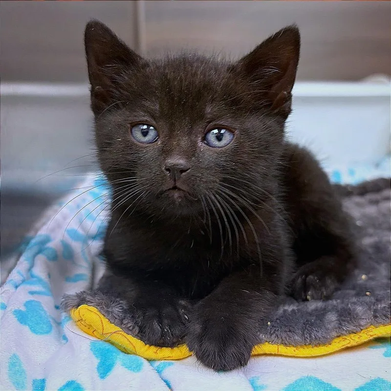 A baby small-sized female Black Domestic Short Hair cat named Oreo for adoption in Hannibal, MO