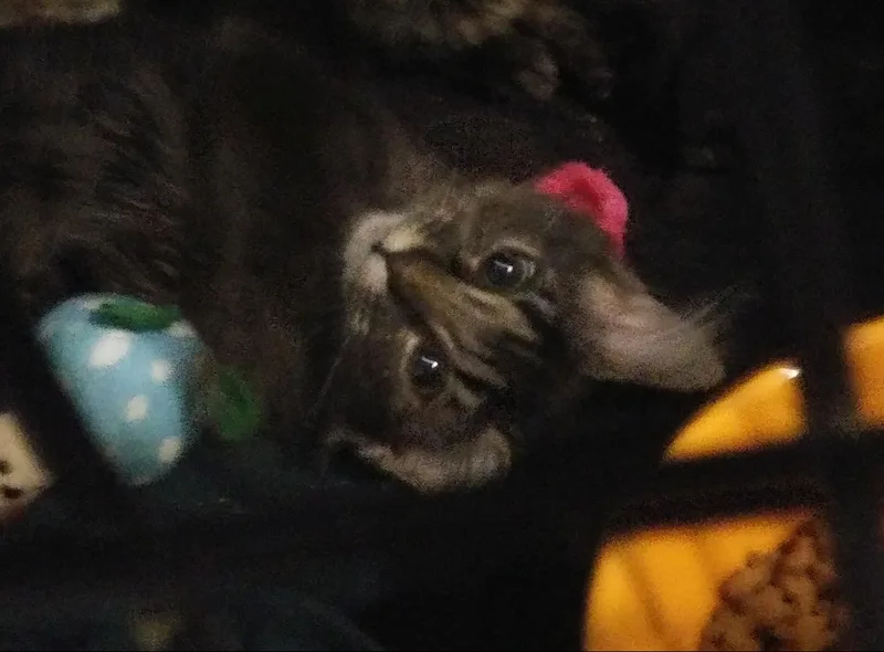 A baby medium-sized female Domestic Long Hair cat named Nebula for adoption in Port Wentworth, GA