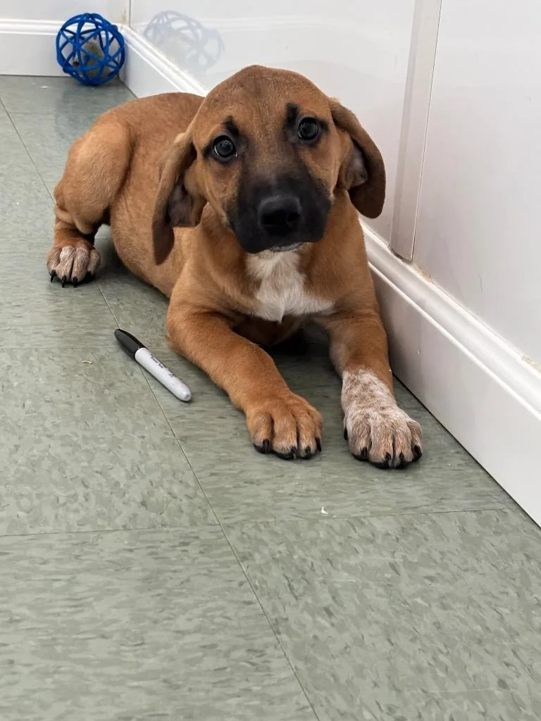 A baby medium-sized female Mixed Breed dog named Tater Salad for adoption in Danielsville, GA