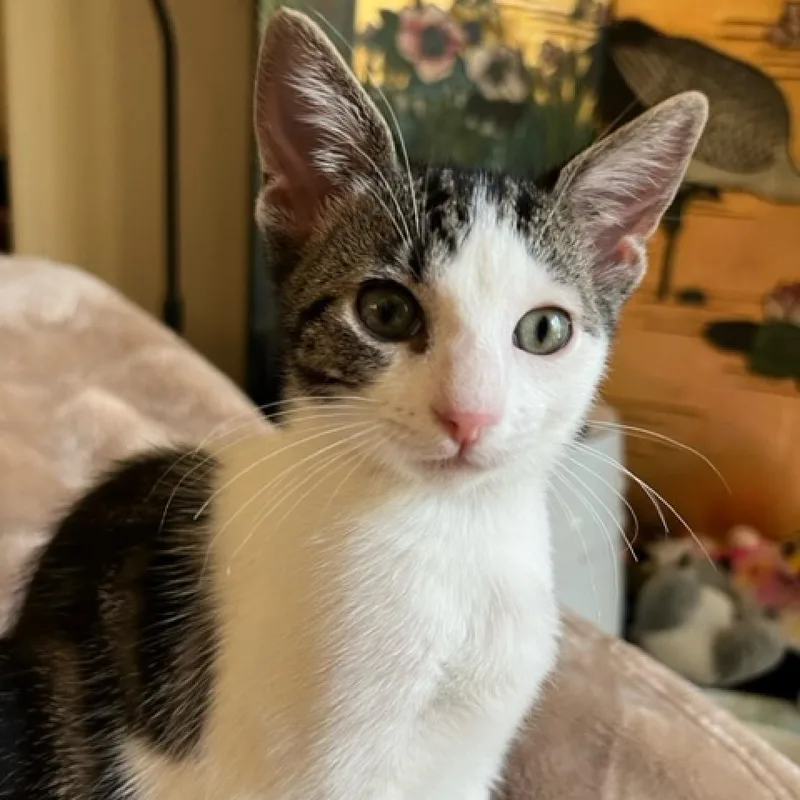 An adult medium-sized male Brown / Chocolate Domestic Short Hair cat named Atticus for adoption in Pleasanton, CA