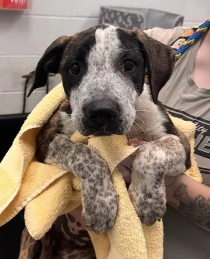 A baby small-sized female Brown / Chocolate Pit Bull Terrier dog named Pinata for adoption in Kansas City, MO