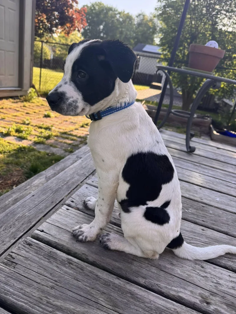 A baby medium-sized male Hound dog named Wrangler for adoption in Torrington, CT