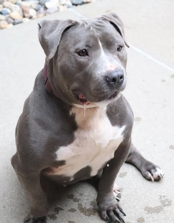 An adult large-sized male Pit Bull Terrier dog named Zeus for adoption in Sioux City, IA