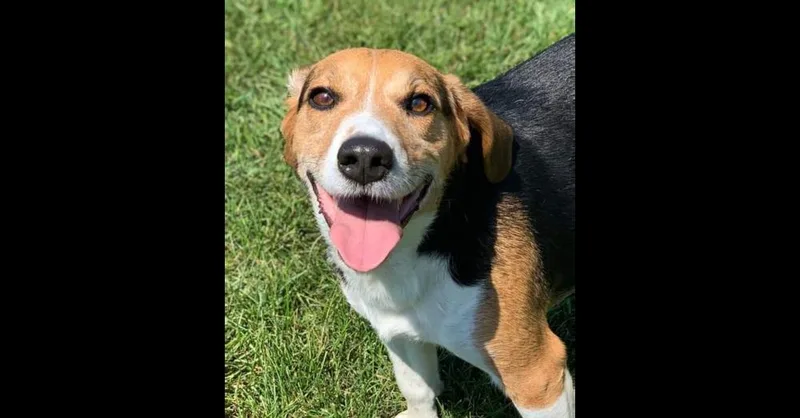 A senior small-sized male Tricolor (Brown, Black, & White) Beagle dog named Taylor for adoption in Mishawaka, IN