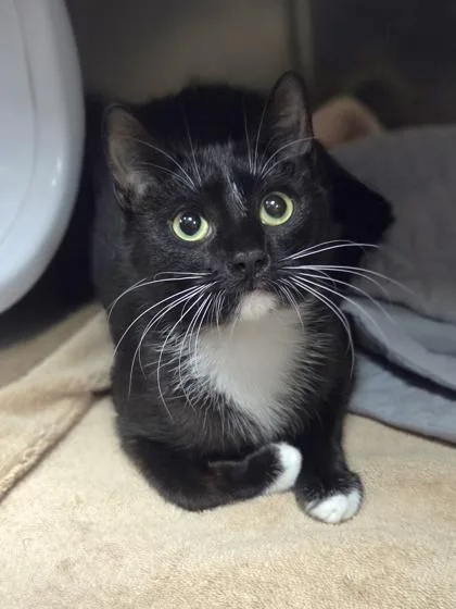 A young medium-sized female Domestic Short Hair cat named Rio for adoption in Westland, MI