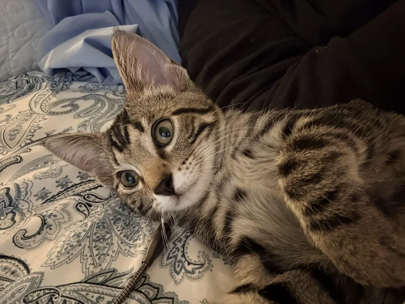 A baby small-sized male Tabby (Brown / Chocolate) Domestic Short Hair cat named Snickers for adoption in Herculaneum, MO