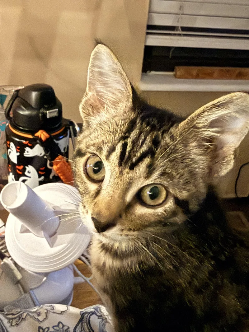 Snickers thumbnail 3