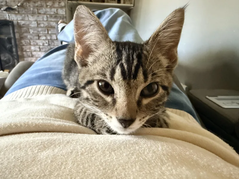 Snickers thumbnail 5