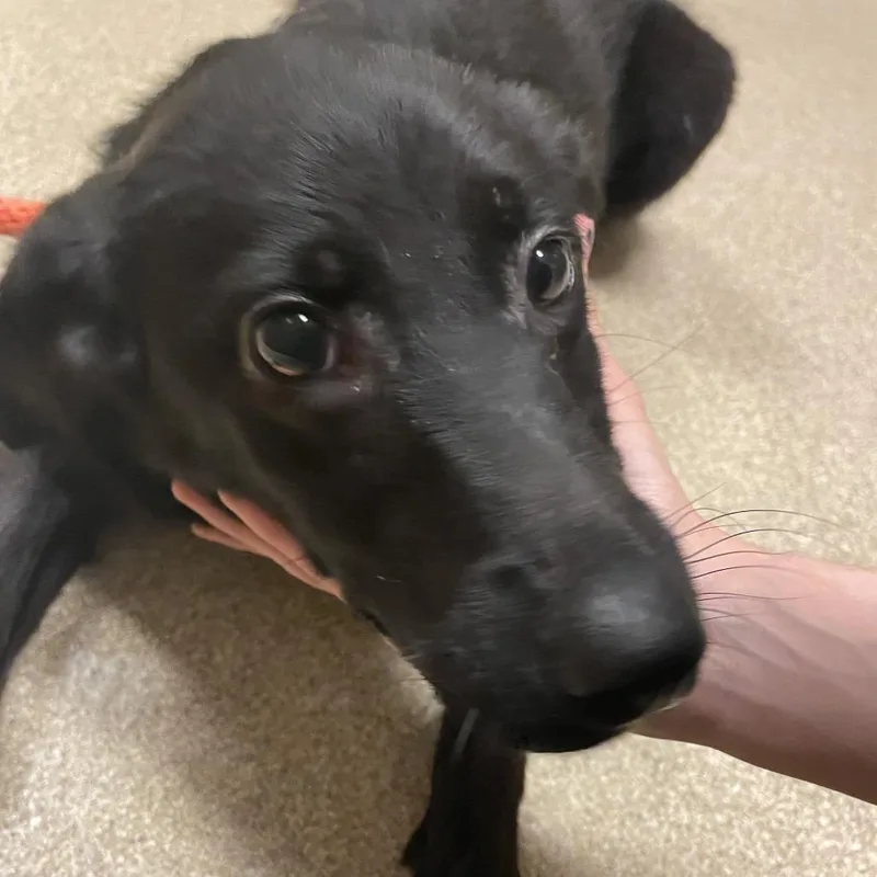 An adult medium-sized female Black Mixed Breed dog named Midnight for adoption in Bristol, IN