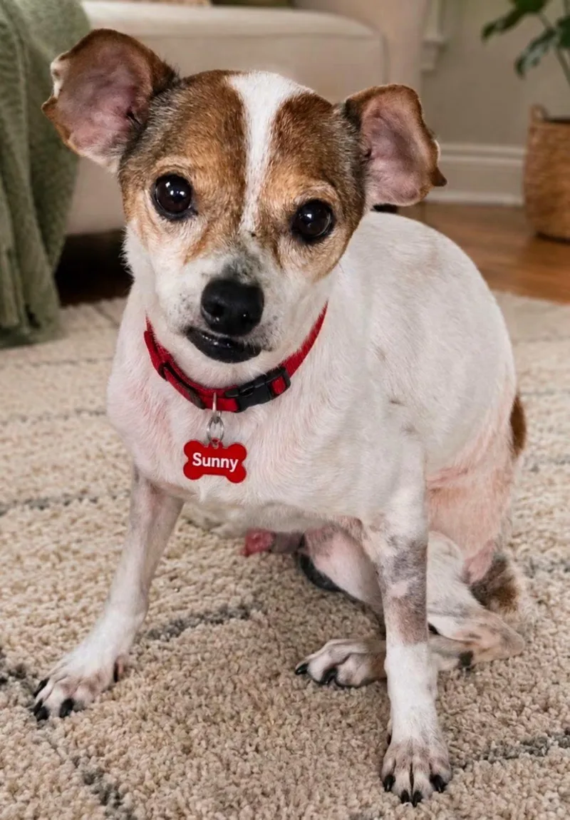 A senior small-sized male White / Cream Chihuahua dog named Sunny for adoption in Grand Prairie, TX