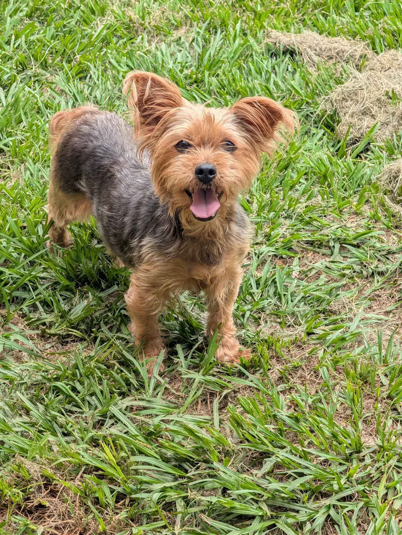 Gidget