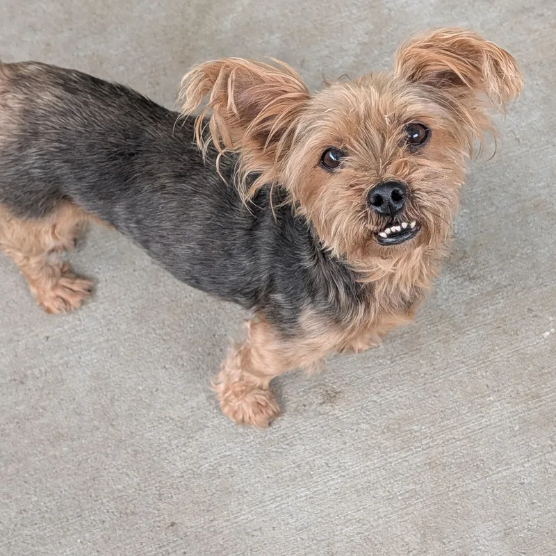 Gidget thumbnail 2
