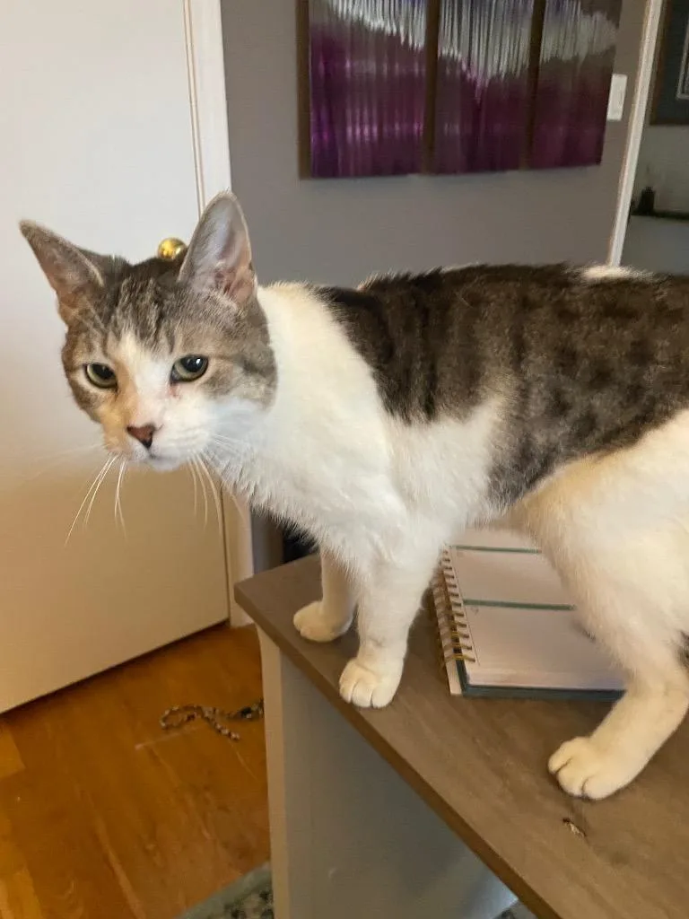 Hedwig The Owl thumbnail 2