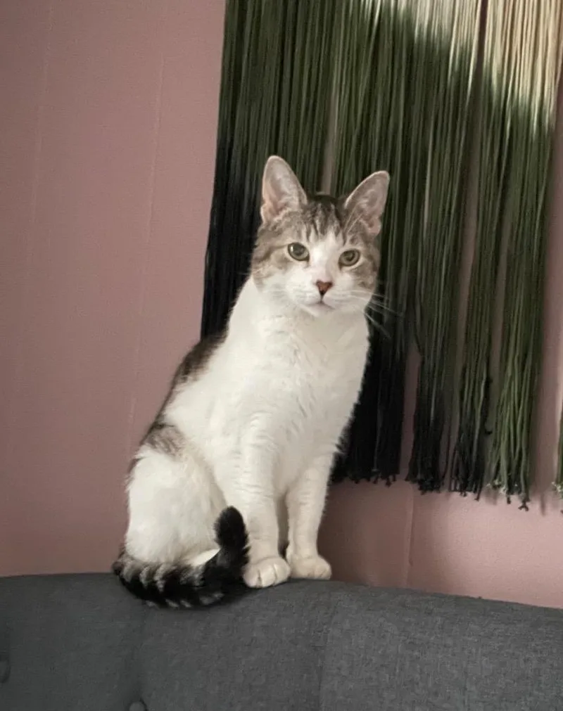 Hedwig The Owl thumbnail 3