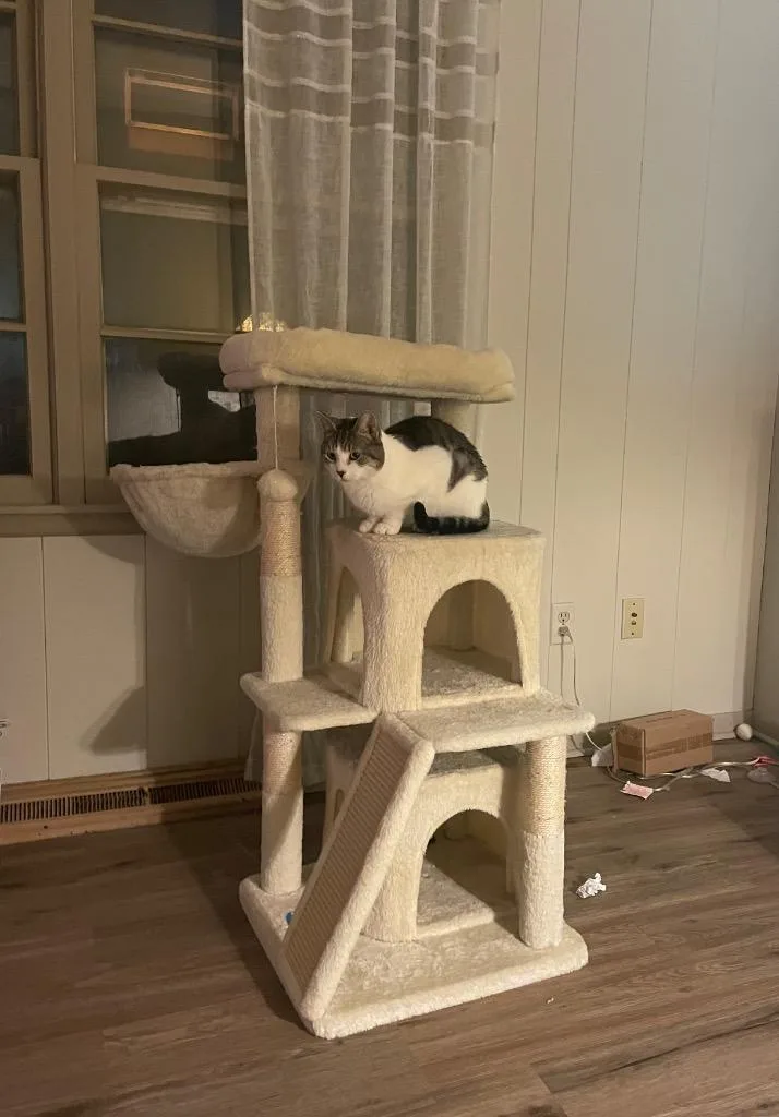 Hedwig The Owl thumbnail 4