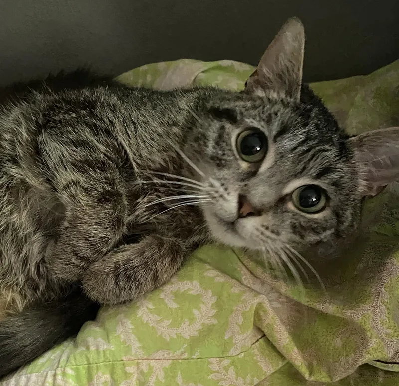 A young small-sized female Tabby (Gray / Blue / Silver) Domestic Short Hair cat named Black Caviar for adoption in Washburn, WI