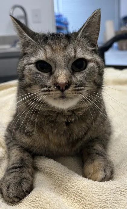 An adult medium-sized female Domestic Short Hair cat named Lucky for adoption in Elmsford, NY