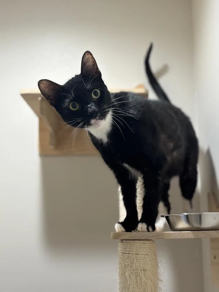 A baby small-sized male Black & White / Tuxedo Domestic Short Hair cat named Benedict Bridgerton for adoption in Dallas, TX