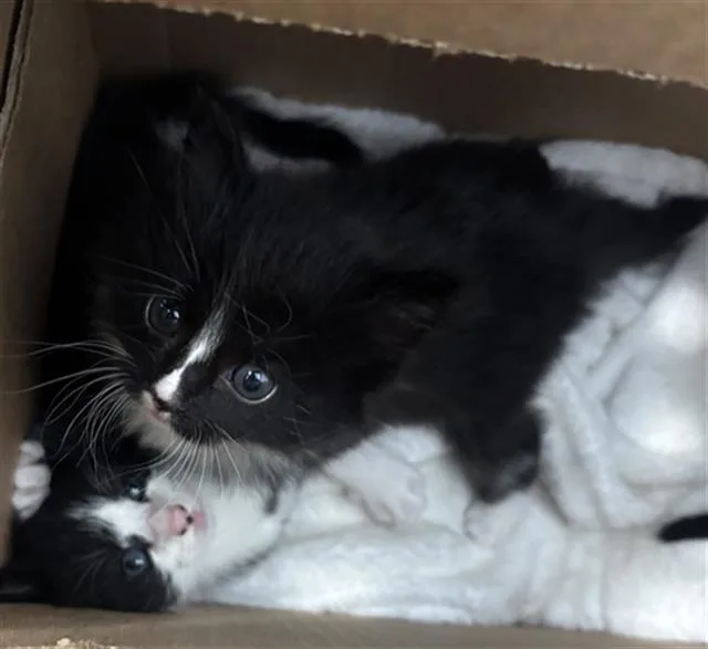 A baby medium-sized female Domestic Short Hair cat named Ruby for adoption in Dallas, TX