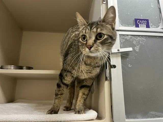 An adult medium-sized male Domestic Short Hair cat named Huey for adoption in Denver, CO