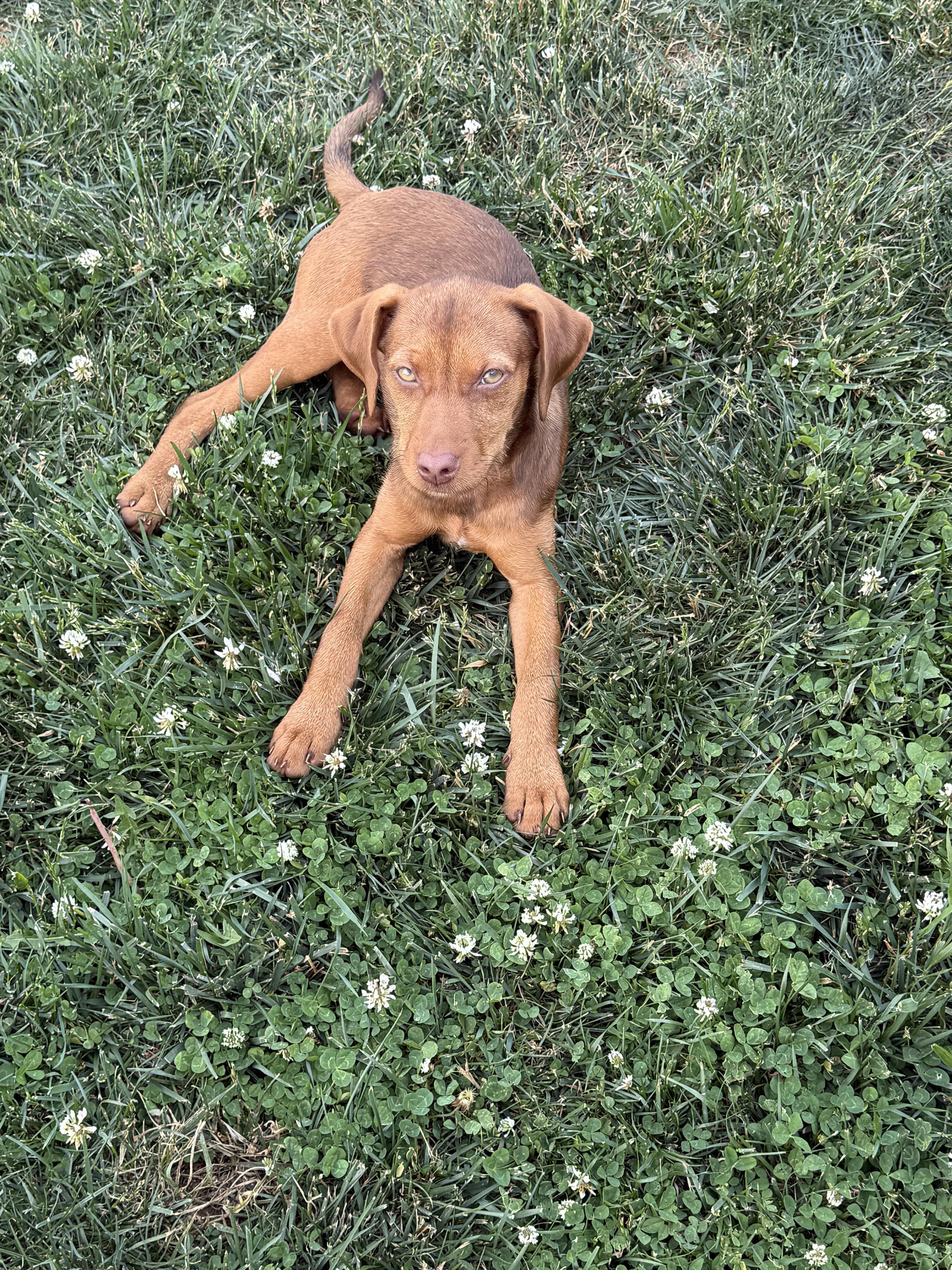 A baby medium-sized female Red / Chestnut / Orange Vizsla dog named Ruby for adoption in Stuarts Draft, VA