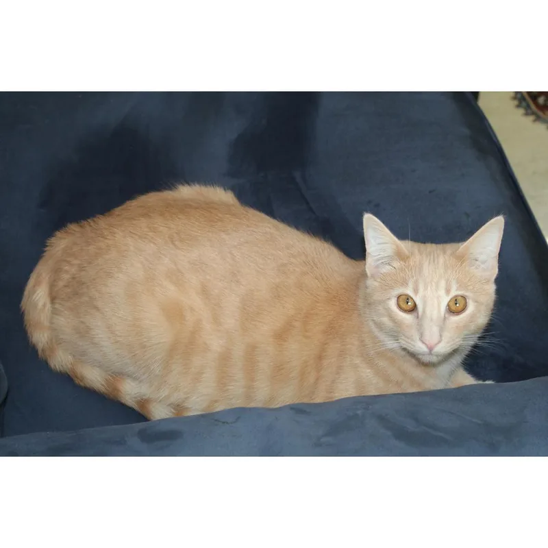 A young medium-sized male Tabby (Orange / Red) Tabby cat named Niall for adoption in Morgan Hill, CA