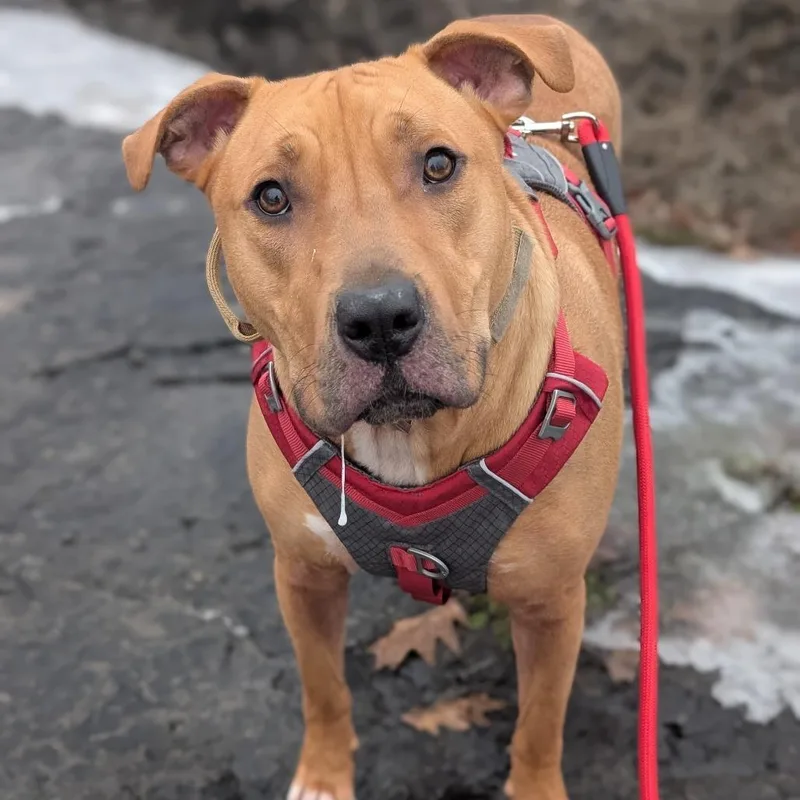 An adult large-sized male Yellow / Tan / Blond / Fawn American Bulldog dog named Buddy for adoption in Watertown, NY