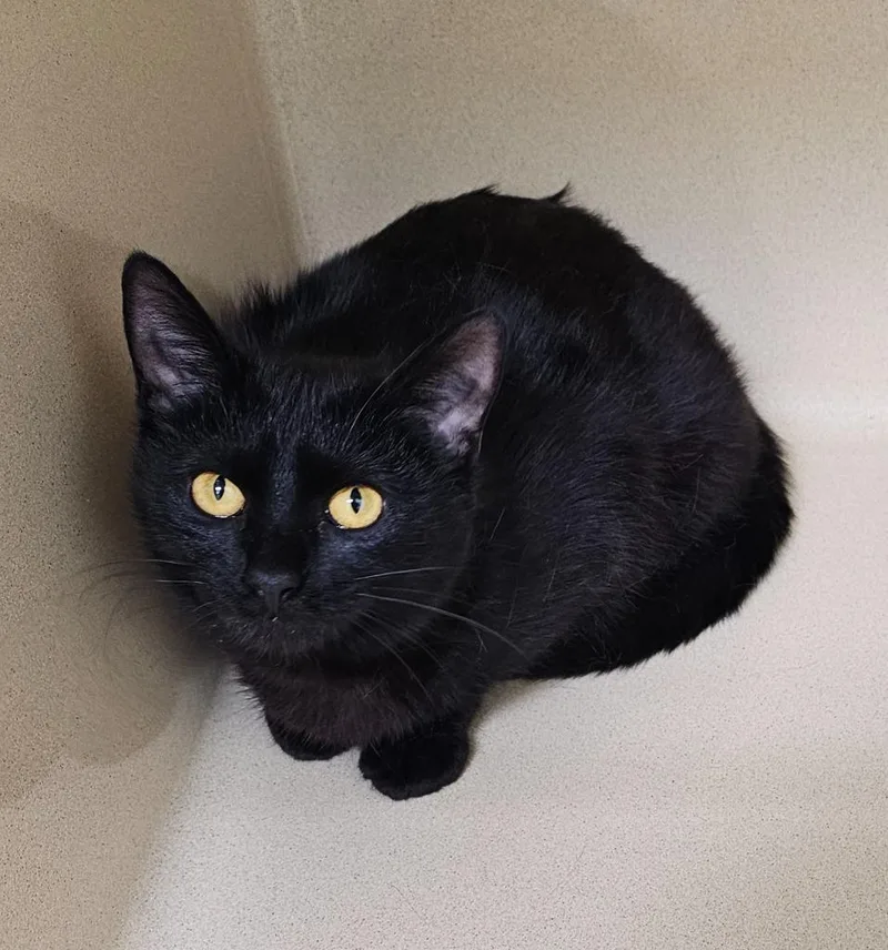 An adult large-sized female Domestic Short Hair cat named Rose Quartz for adoption in Washington Court House, OH