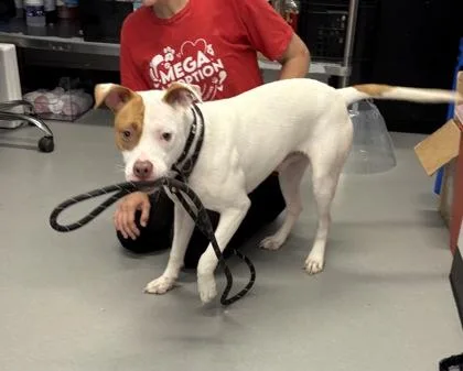 An adult medium-sized male Mixed Breed dog named Dewey for adoption in West Chester, PA