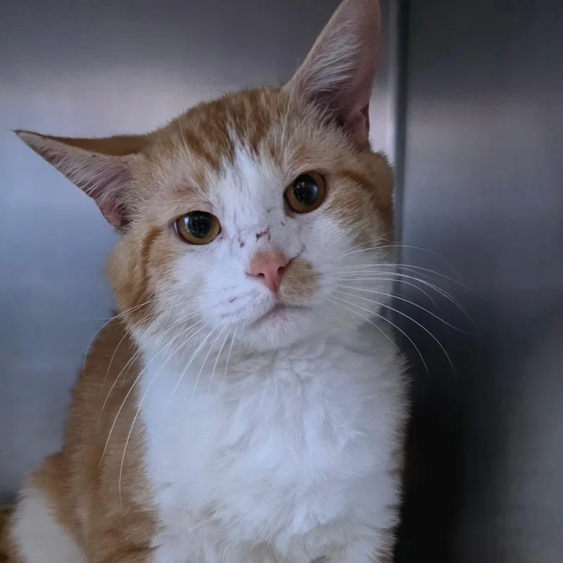 An adult large-sized male Orange / Red Domestic Short Hair cat named Mr. Cat for adoption in Council Bluffs, IA