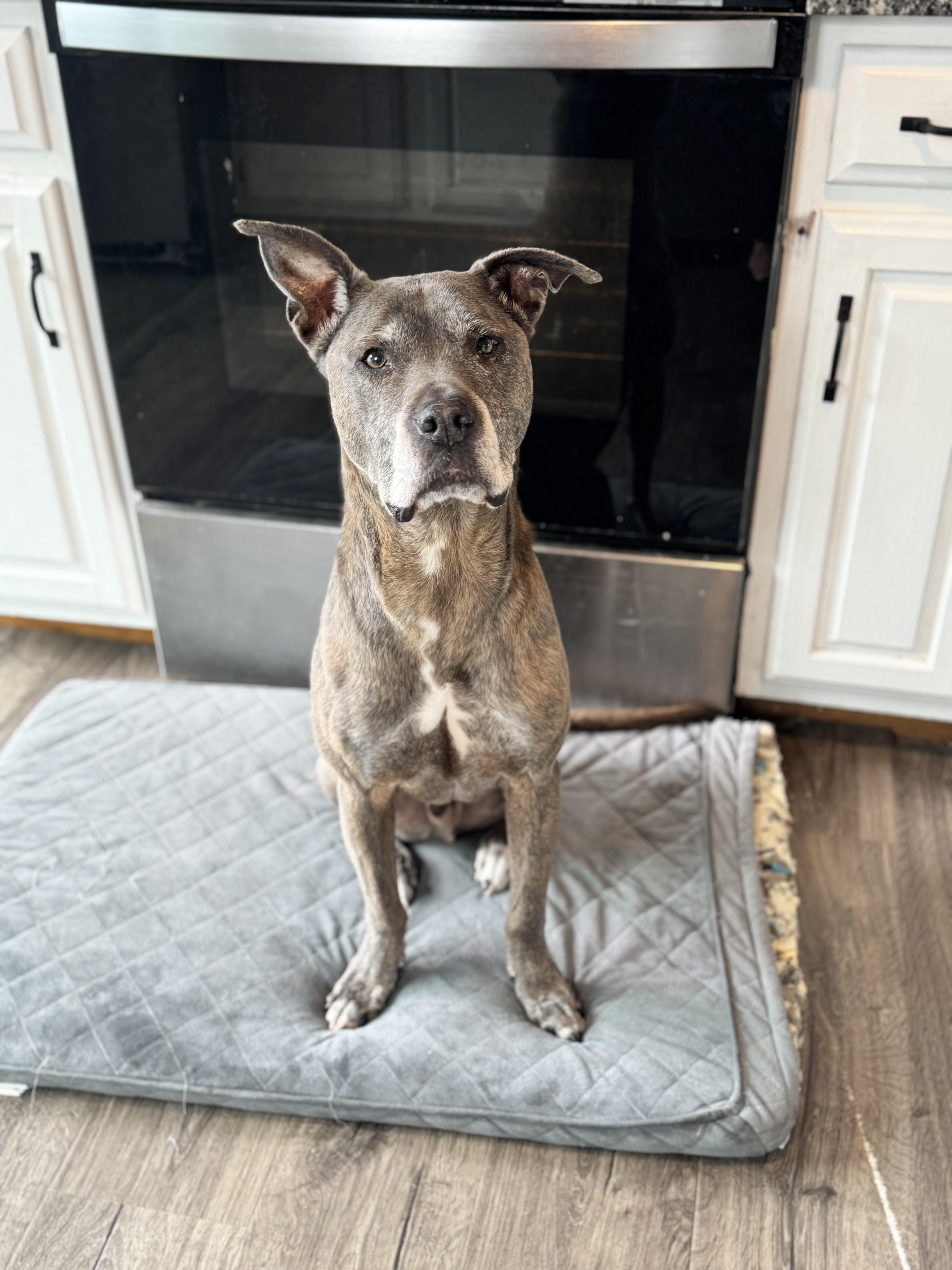 A senior medium-sized male Mixed Breed dog named Felix James for adoption in Chelmsford, MA