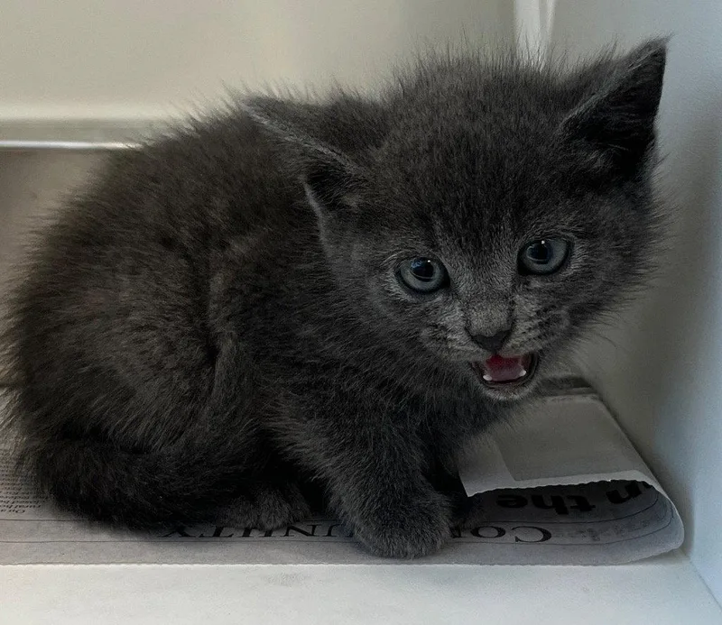 A baby small-sized male Gray / Blue / Silver Domestic Short Hair cat named 26-186 for adoption in Tarboro, NC