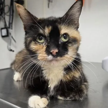 A senior medium-sized female Domestic Medium Hair cat named Dolly for adoption in Worcester, MA