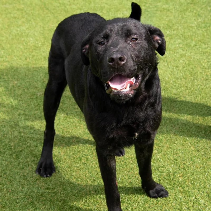 An adult large-sized male Black Labrador Retriever dog named Pj for adoption in Parkersburg, WV