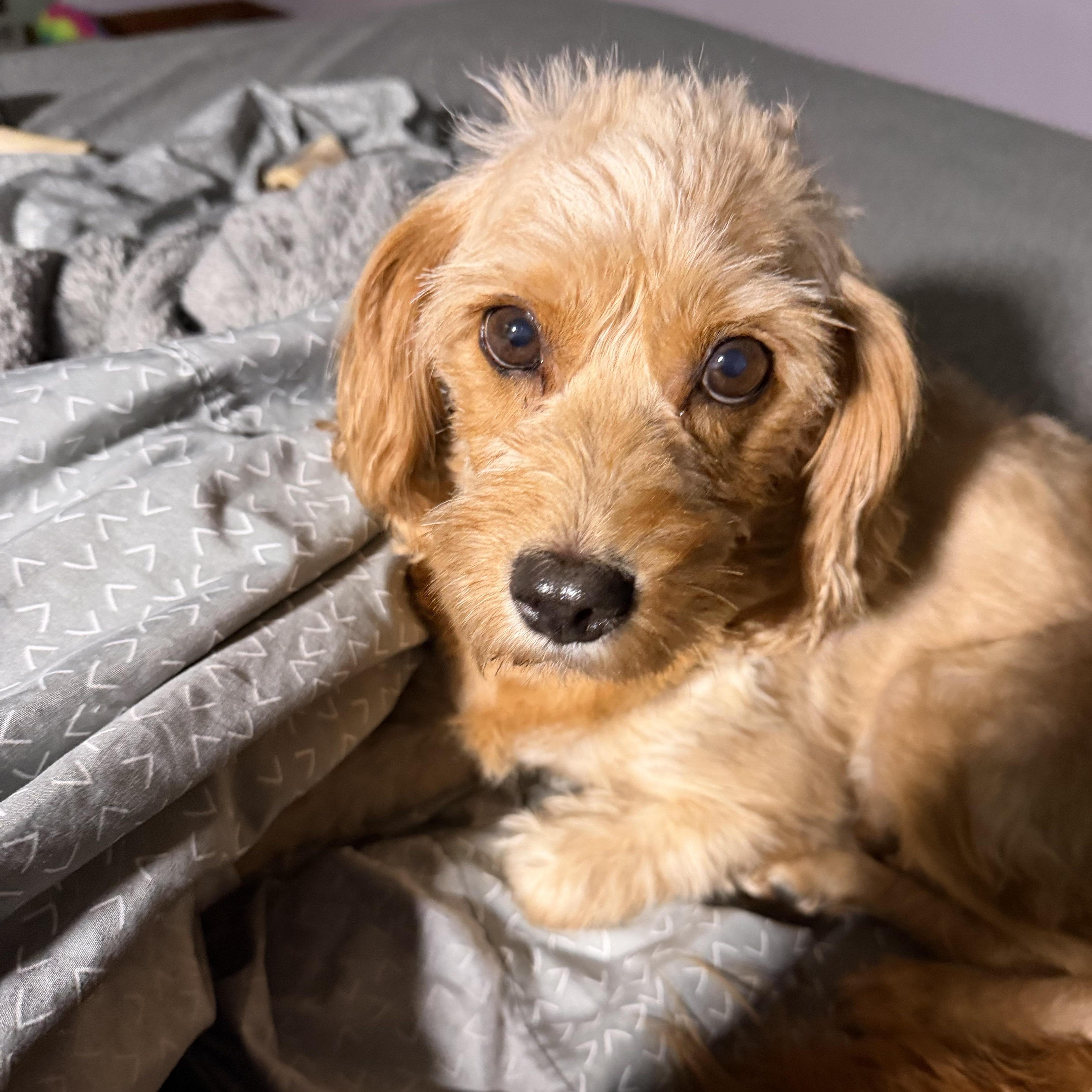 An adult medium-sized female Golden Cavapoo dog named Chelsea for adoption in Union Grove, WI