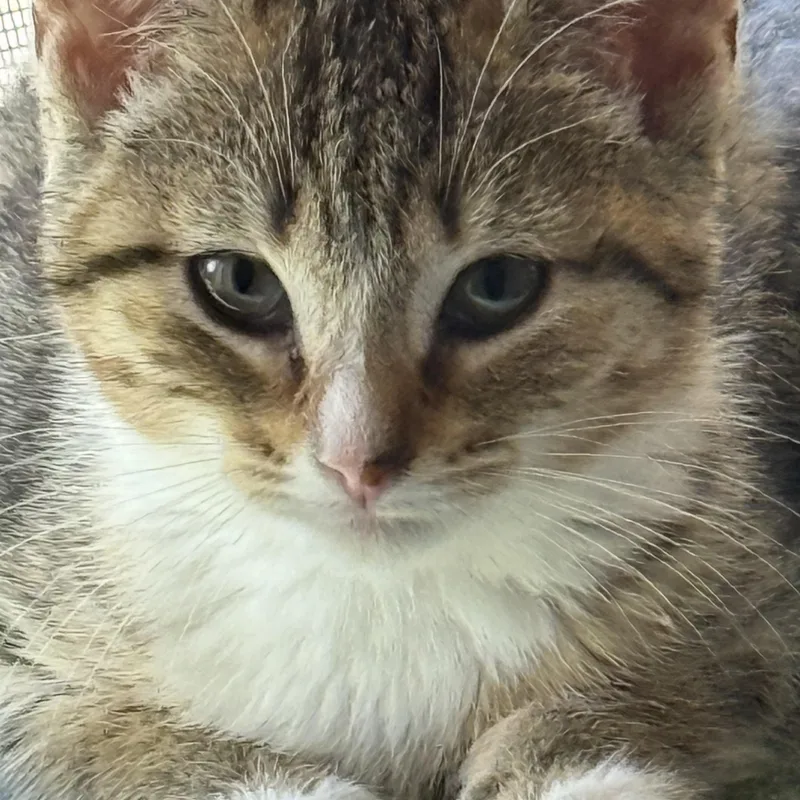 A baby small-sized female Tabby (Brown / Chocolate) Domestic Short Hair cat named Shirley for adoption in Old Bridge, NJ
