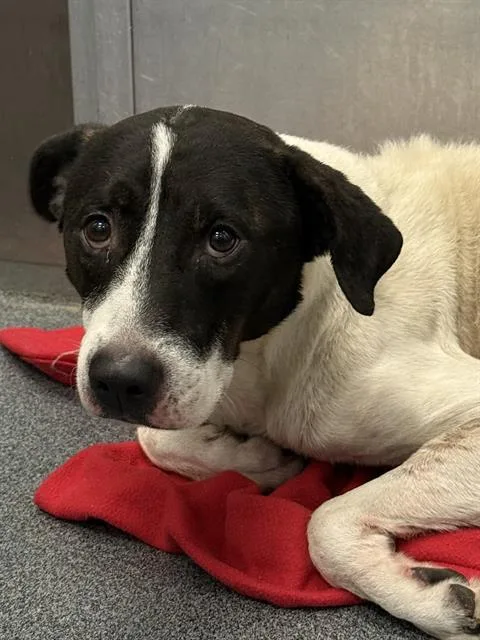 An adult large-sized male Mixed Breed dog named Henry for adoption in Dallas, TX