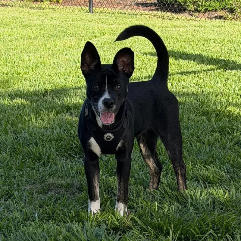 A baby medium-sized female Black Retriever dog named PeppyHare for adoption in Bradenton, FL