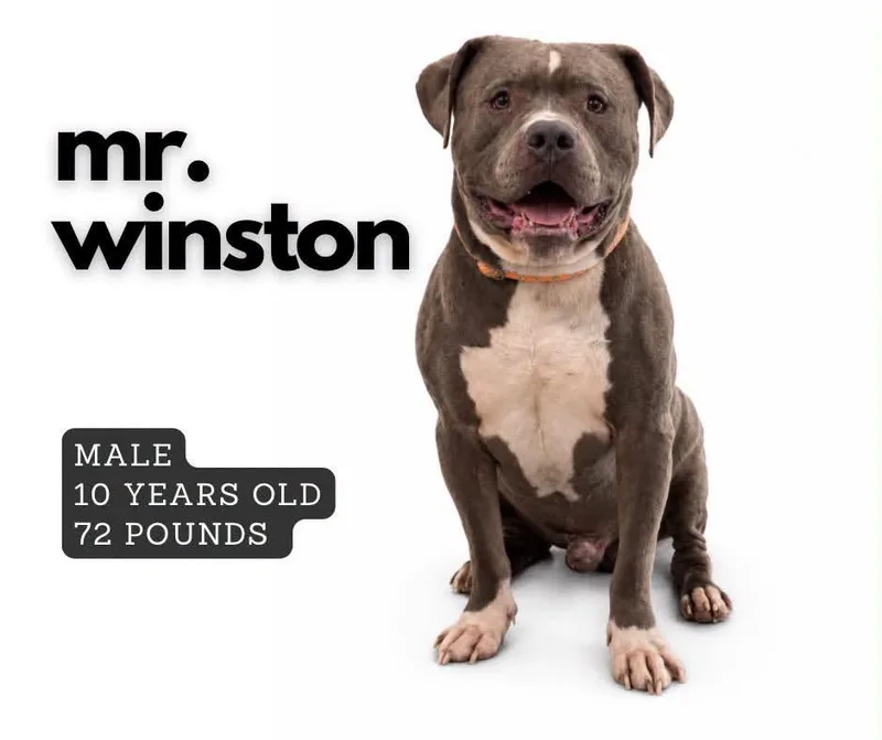 A senior large-sized male Pit Bull Terrier dog named Mr. Winston for adoption in Ashland, KY