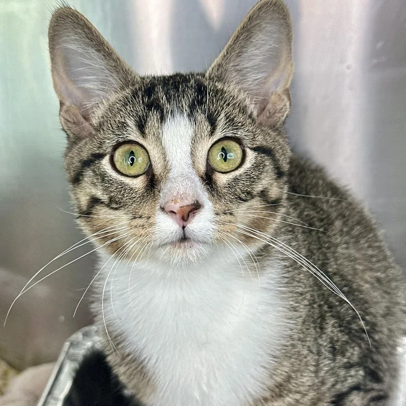 A baby small-sized male Brown / Chocolate Domestic Short Hair cat named Leo for adoption in Matteson, IL